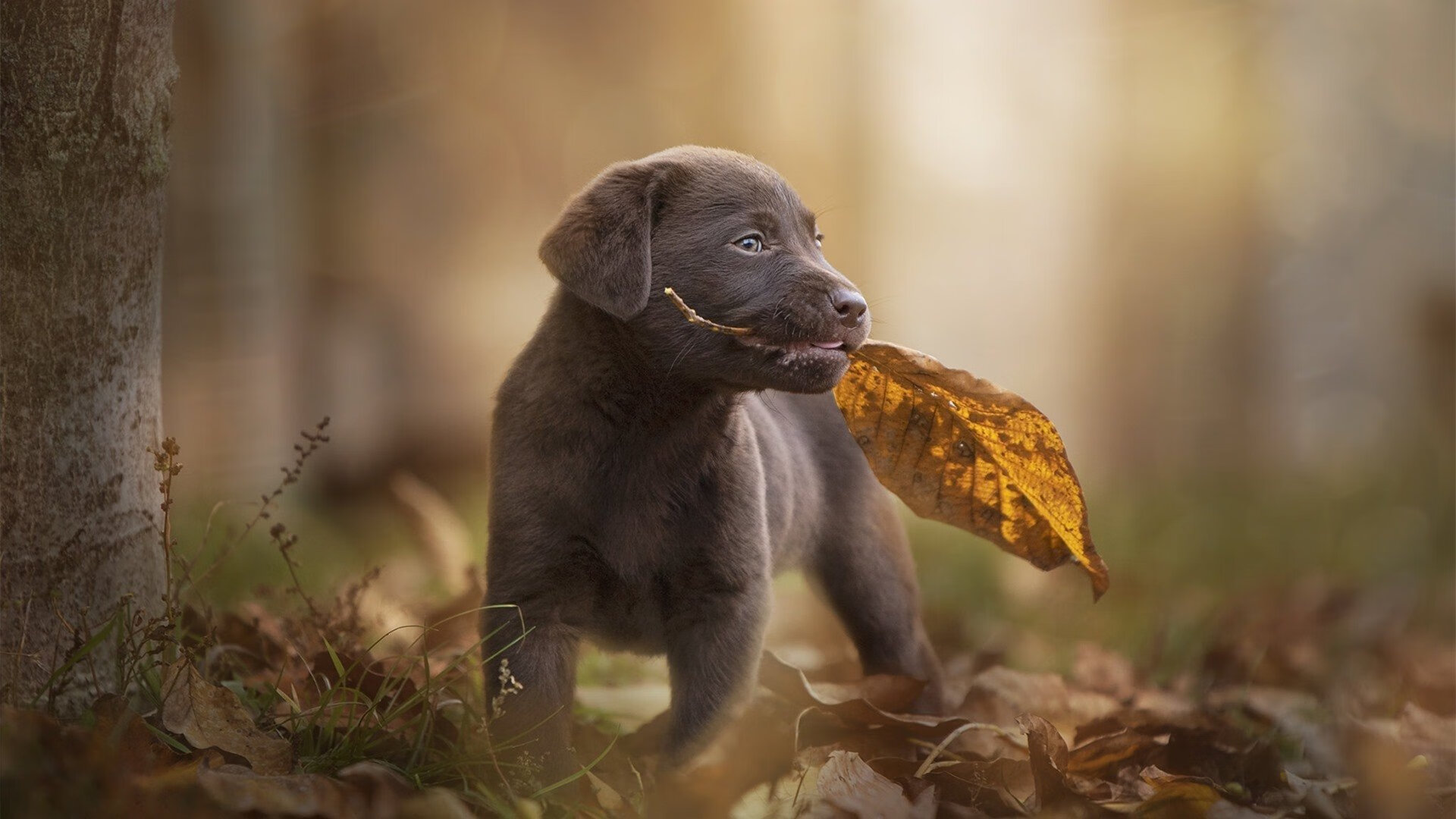 世界杯预选赛中国青年队逆袭 球员表现突出,世界杯预选赛中国青年队逆袭 球员表现突出