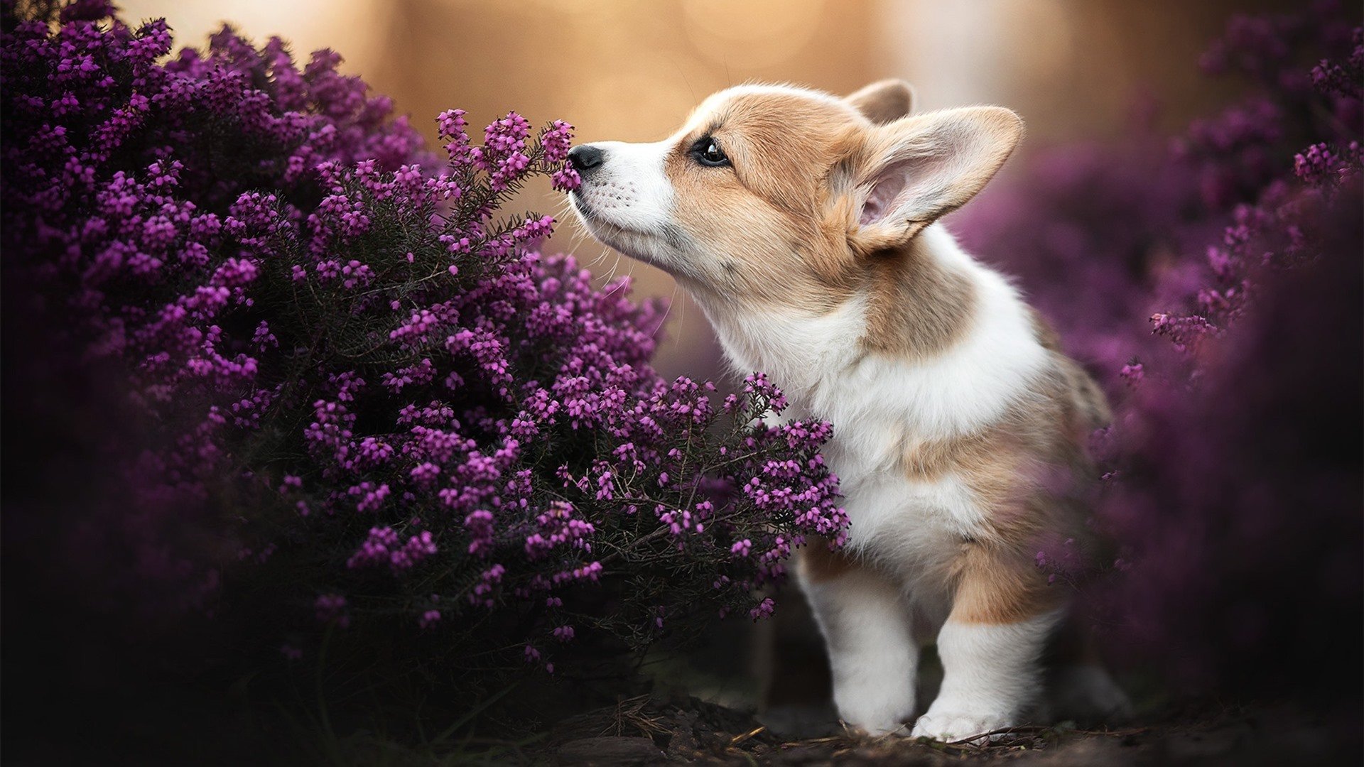 加拿大队赛制研究:赛制下如何最大化球员的技术优势,加拿大队篮球