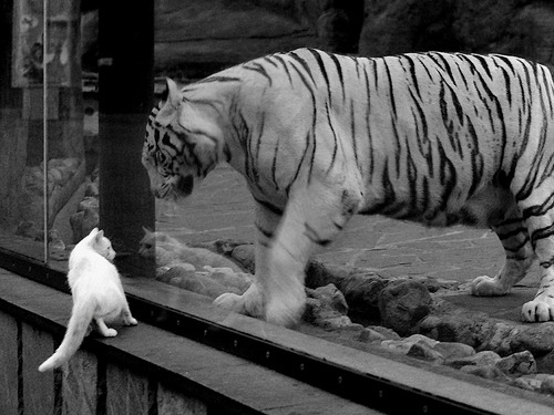 爱游戏app-数据图显示：蝶泳越接近对称越快，蝶泳速度慢问题出在哪里