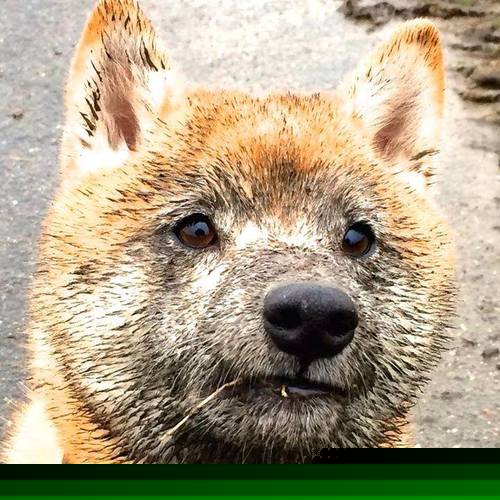 爱游戏平台-球队节奏是否应围绕攻防效率灵活变化，nba球队节奏