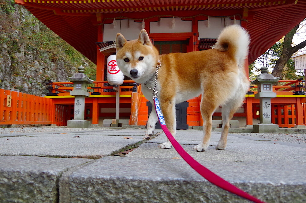 边后卫插上助攻频率是否影响防守布置效率,边后卫参与进攻