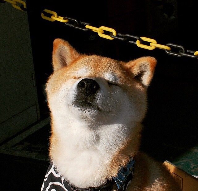 加拿大女篮在奥运预选赛中表现优异,争取晋级