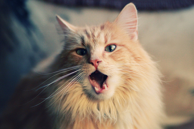 爱游戏体育（AYX）官方APP下载-塞内加尔男篮在非洲锦标赛中奋勇争冠，创造非洲新纪录，非洲杯塞内加尔阵容