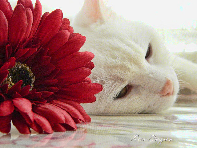 AYX GAMING-希腊男篮在欧洲锦标赛中再次夺冠，续写辉煌历史，希腊男篮进奥运了吗