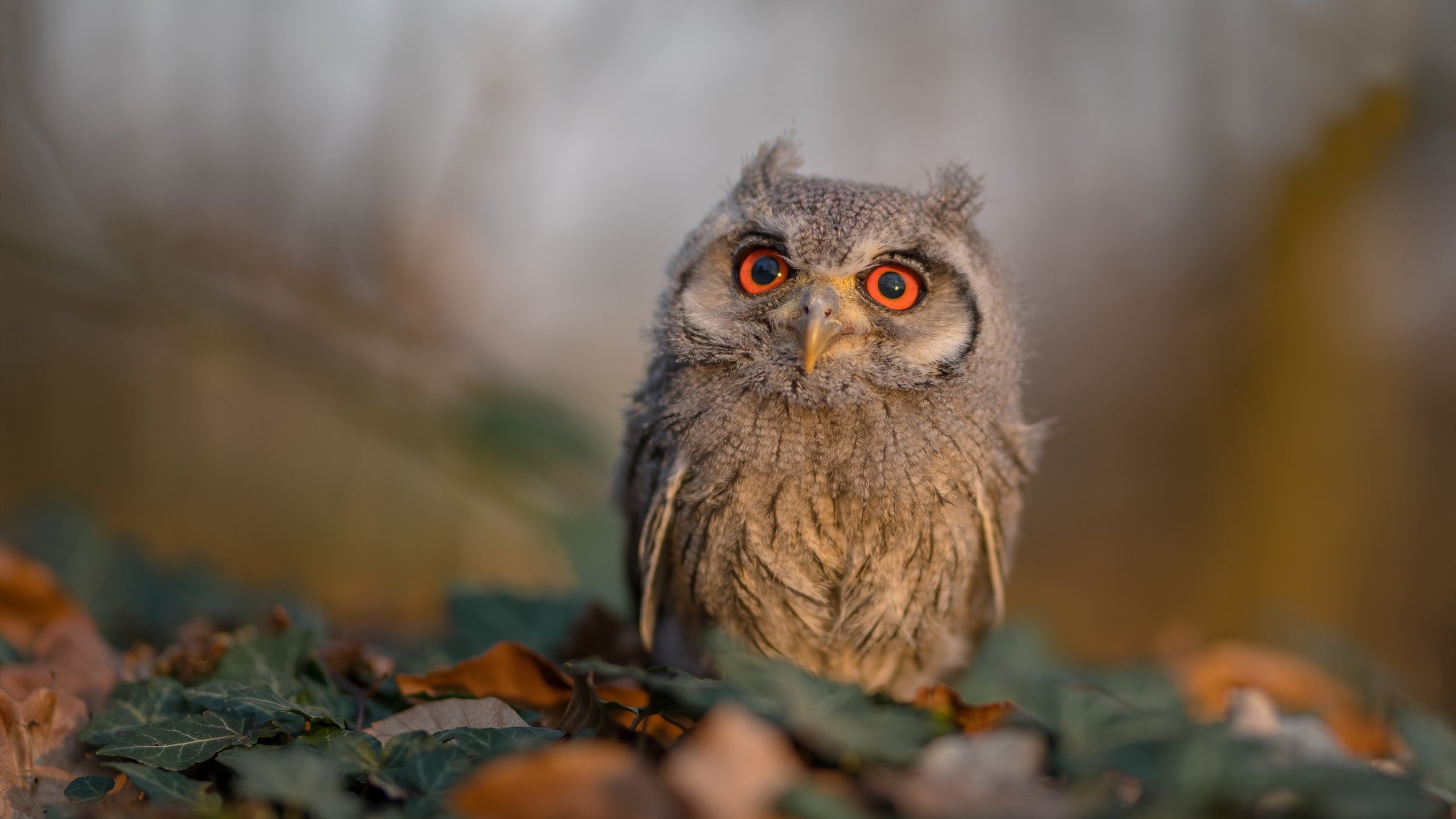 AIYOUXI.COM-库里强势反弹NBA季后赛，nba季后赛库里复出