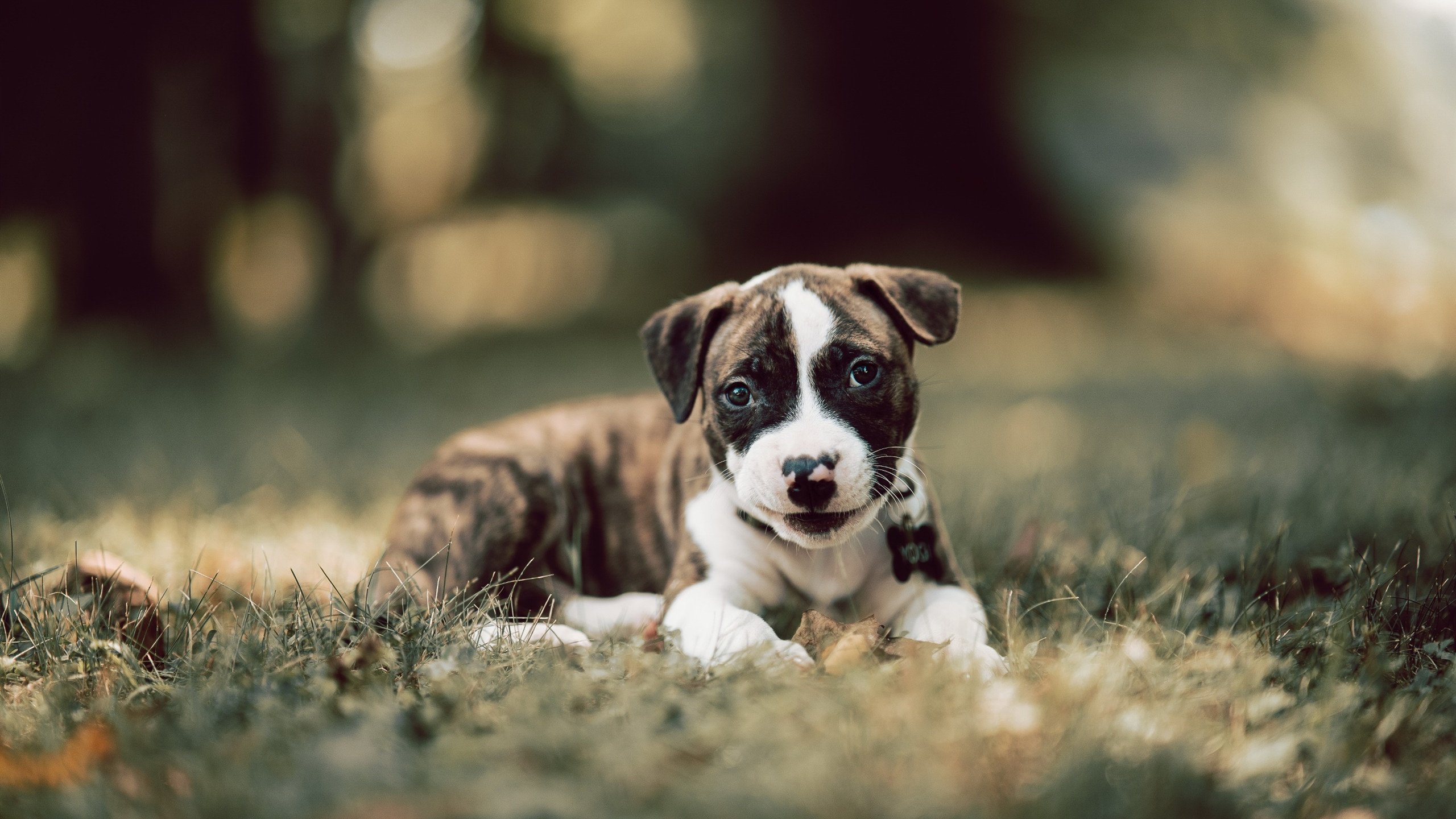 爱游戏体育app-意大利组合用速度与技巧完美结合，意大利速度专业术语