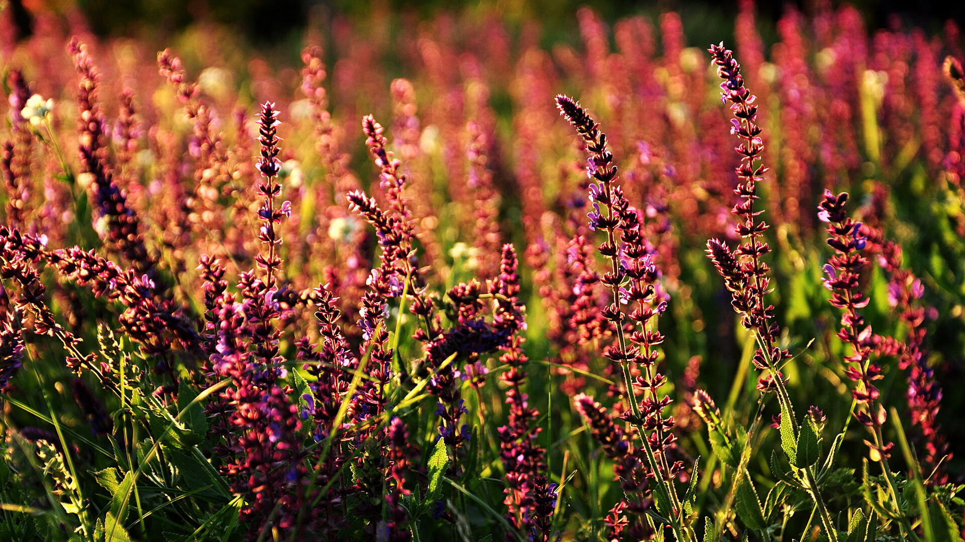 战术体系日益丰富球队逐步形成多元打法适应不同对手风格,球员布置战术