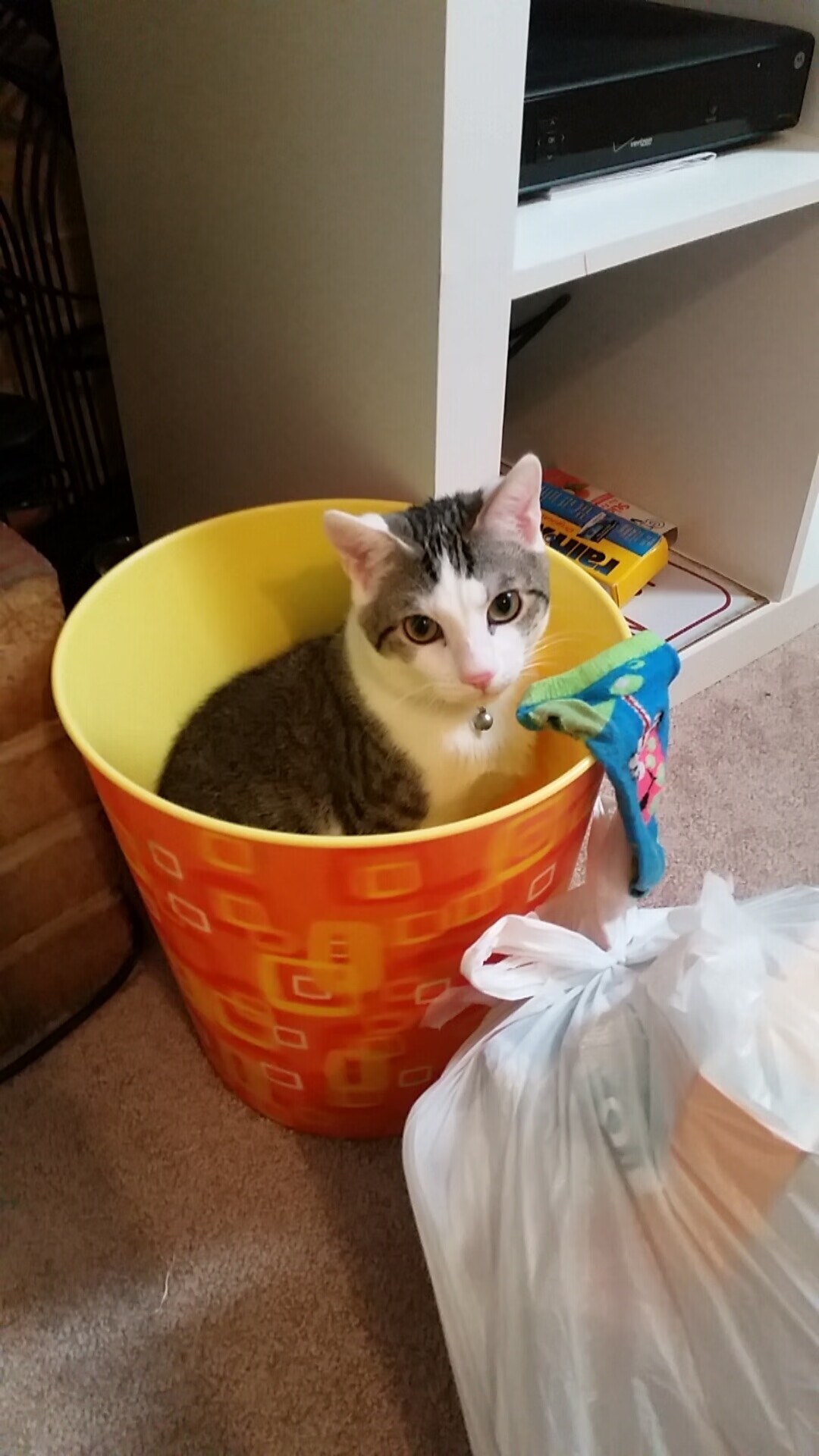 橄榄球冠军锦标赛:南半球四队实力互补,竞争激烈,2020橄榄球