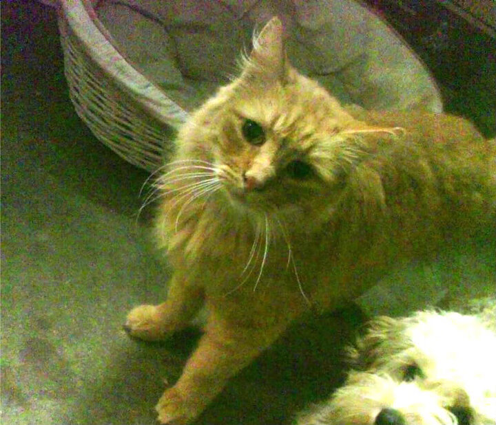 法甲新星闪耀时代:未来领袖逐步崭露头角!,法甲最佳新秀