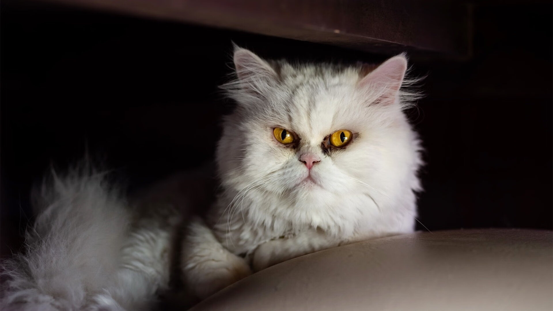 男篮后场组合配合默契成为战术体系中的核心支点,男篮十大得分后卫