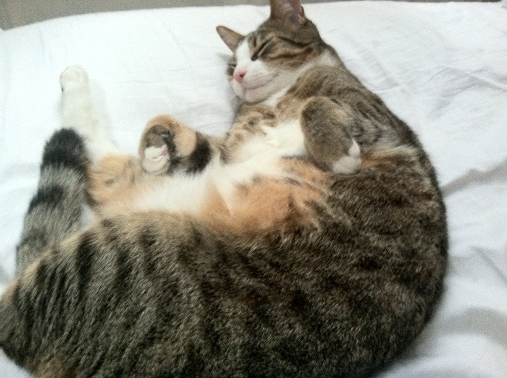 羽毛球混双组合训练计划公布,羽毛球混双视频教学