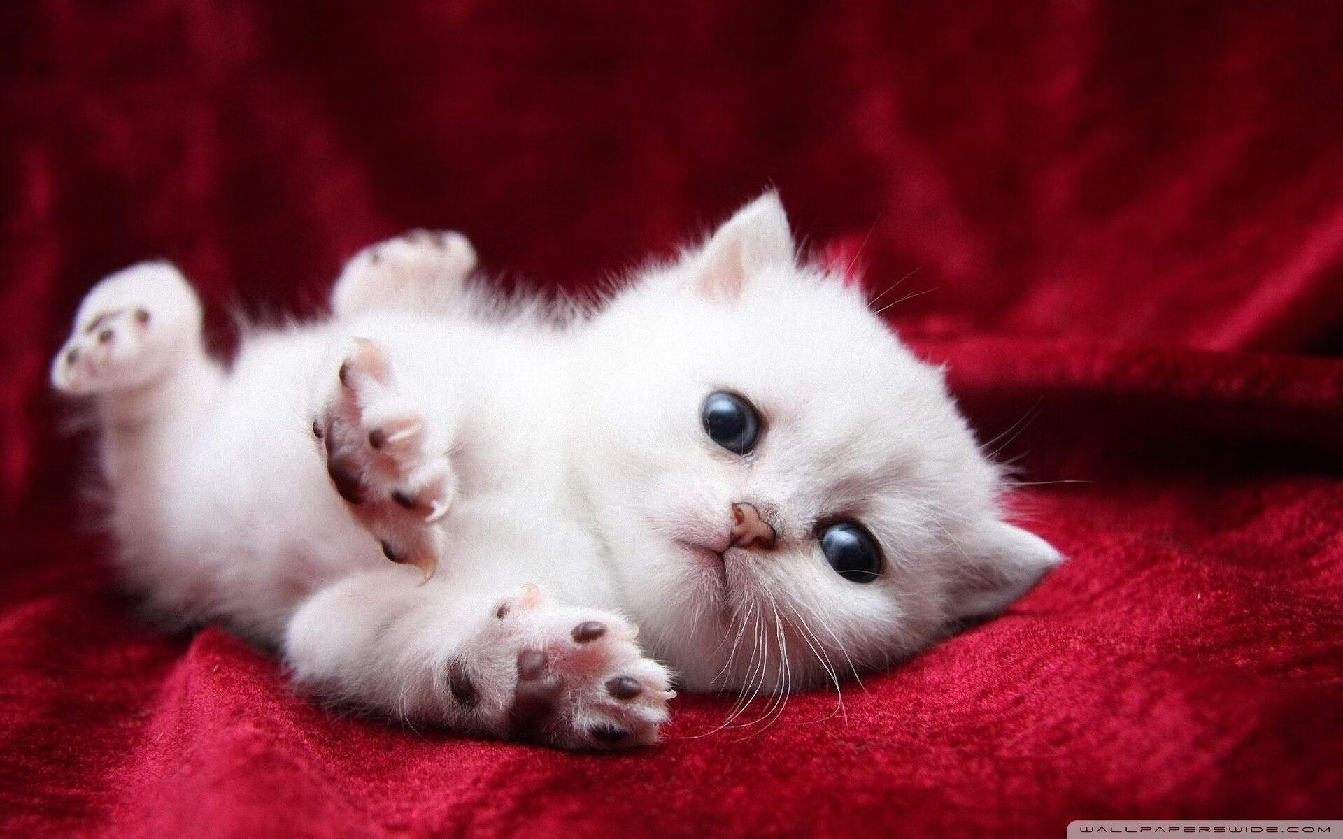 英超冲刺激烈:悬念、激情逐步升温!,“英超”